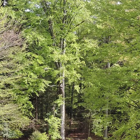 Waldoase Am Fuchsenstein Lejlighed Spiegelau